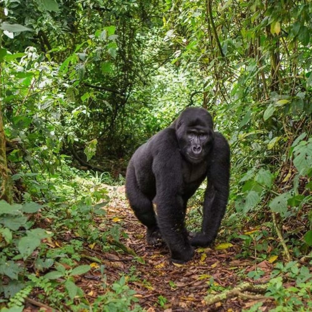 7-Day Gorillas, Chimpanzees & Wildlife Safari