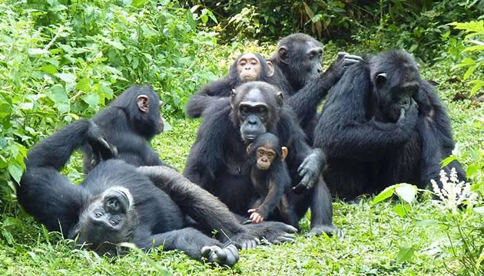 10-Day Uganda Wildlife & Primate Safari