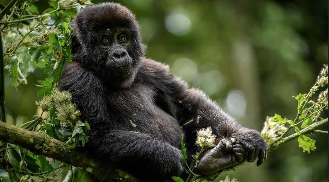 3-Day Gorilla Trekking Adventure